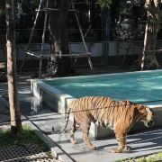 普吉島普吉島老虎王國(guó)游玩-普吉島老虎王國(guó)門(mén)票多少錢(qián)/價(jià)格表-團(tuán)購(gòu)票價(jià)預(yù)定優(yōu)惠-景點(diǎn)地址在哪里/圖片介紹/參觀預(yù)約/旅游游覽順序及注意事項(xiàng)/營(yíng)業(yè)時(shí)間-】